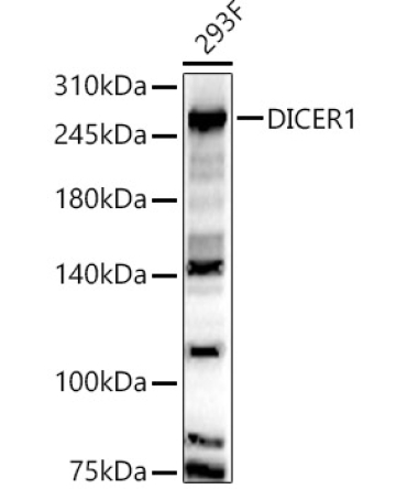 DICER1 Rabbit Polyclonal Antibody