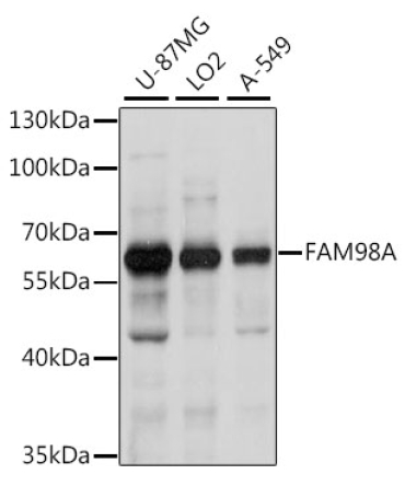 FAM98A Rabbit Polyclonal Antibody