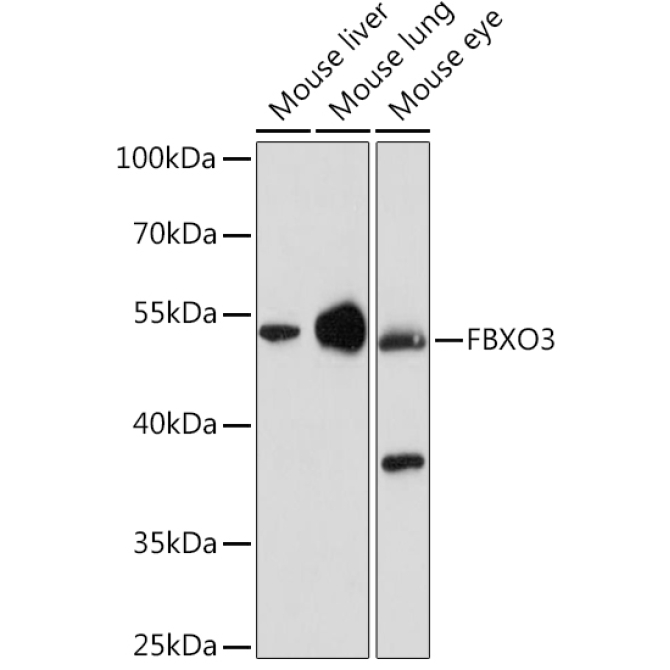 FBXO3 Rabbit Polyclonal Antibody
