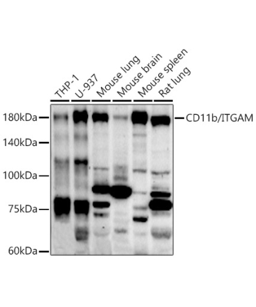 CD11b/ITGAM Rabbit Polyclonal Antibody