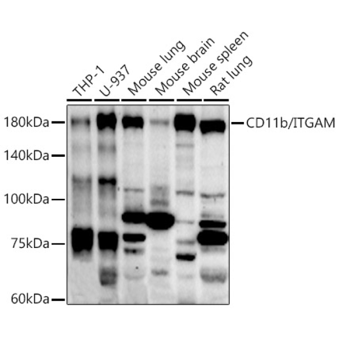 CD11b/ITGAM Rabbit Polyclonal Antibody