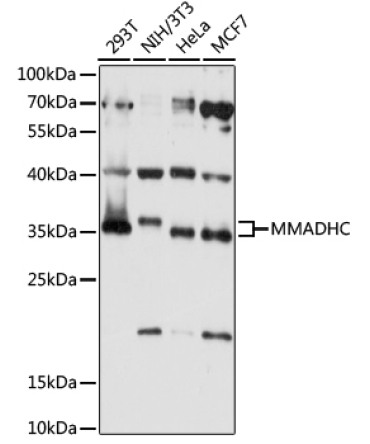 MMADHC Rabbit Polyclonal Antibody
