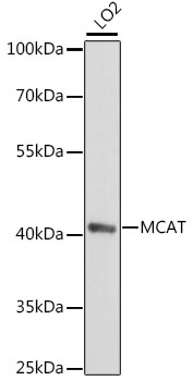 MCAT Rabbit Polyclonal Antibody