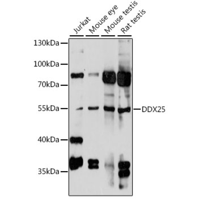 DDX25 Rabbit Polyclonal Antibody