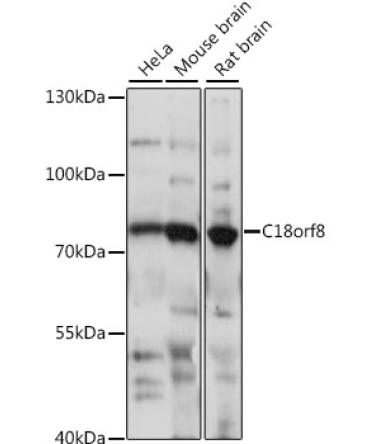 C18orf8 Rabbit Polyclonal Antibody