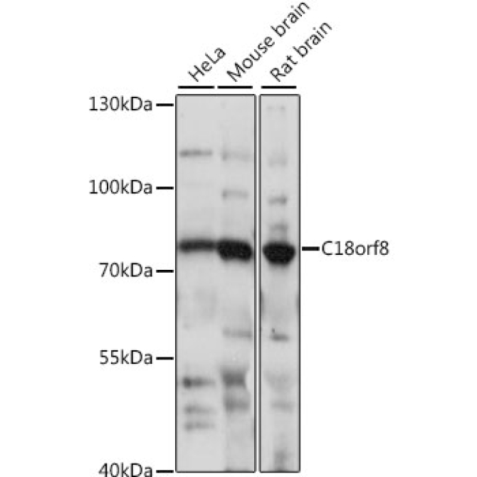 C18orf8 Rabbit Polyclonal Antibody