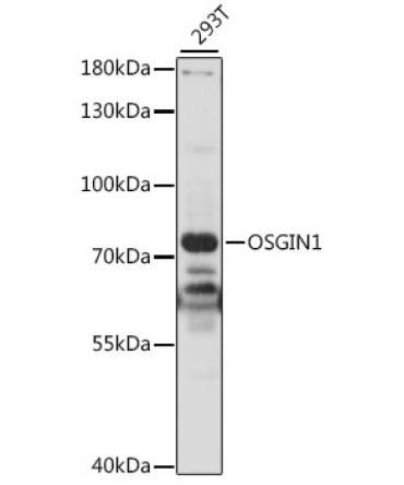 OSGIN1 Rabbit Polyclonal Antibody