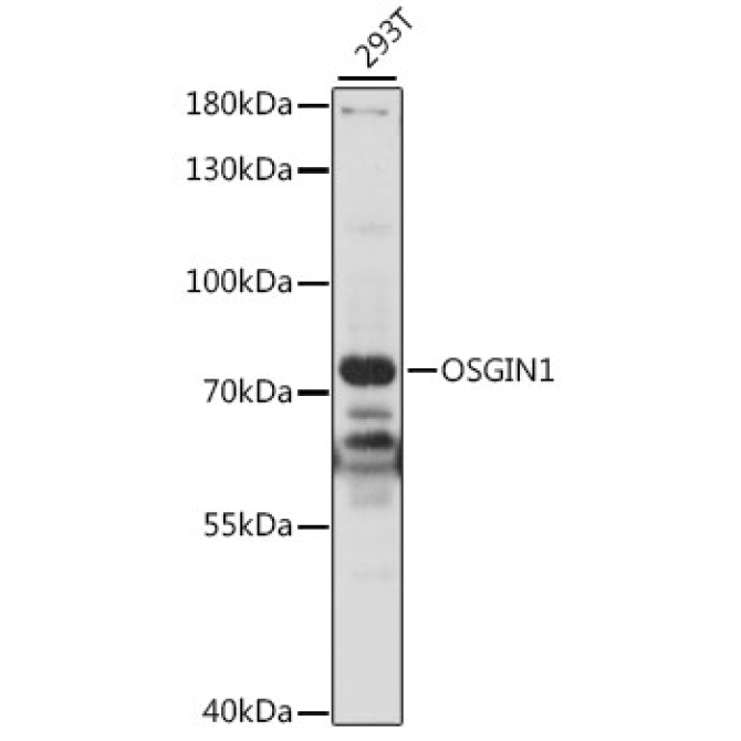 OSGIN1 Rabbit Polyclonal Antibody