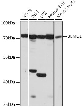 BCMO1 Rabbit Polyclonal Antibody