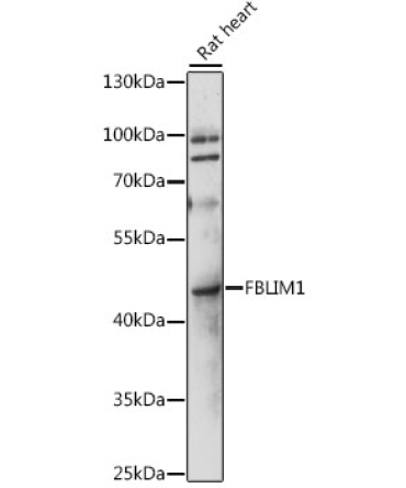 FBLIM1 Rabbit Polyclonal Antibody