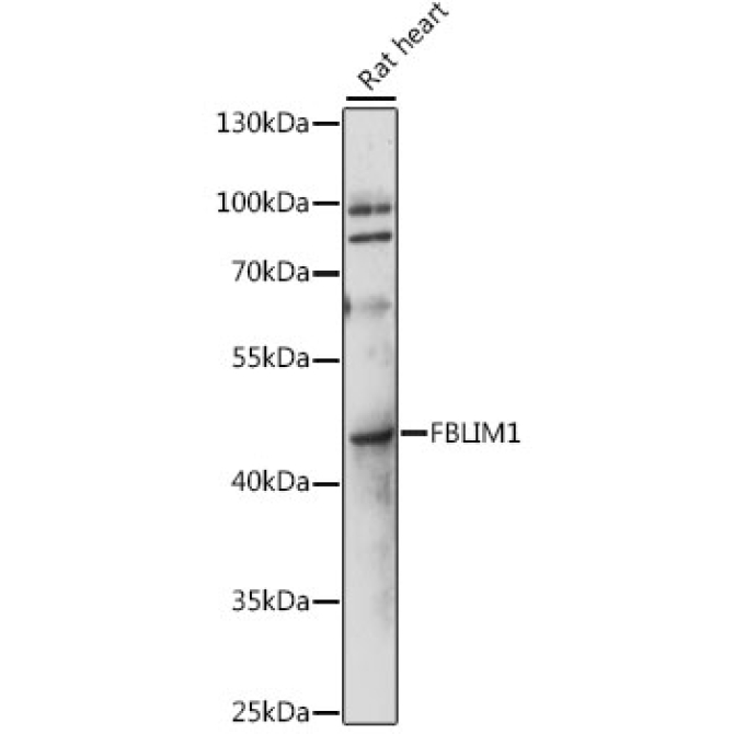 FBLIM1 Rabbit Polyclonal Antibody