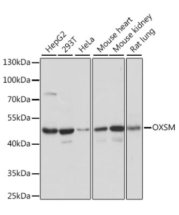 OXSM Rabbit Polyclonal Antibody