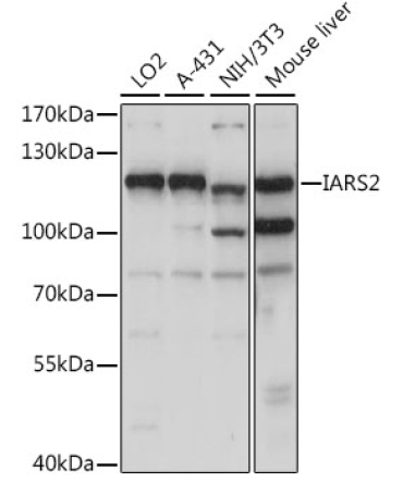 IARS2 Rabbit Polyclonal Antibody