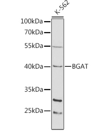 BGAT Rabbit Polyclonal Antibody