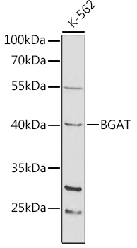 BGAT Rabbit Polyclonal Antibody