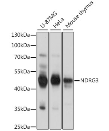 NDRG3 Rabbit Polyclonal Antibody