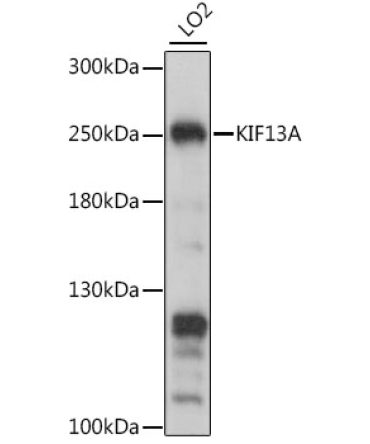 KIF13A Rabbit Polyclonal Antibody