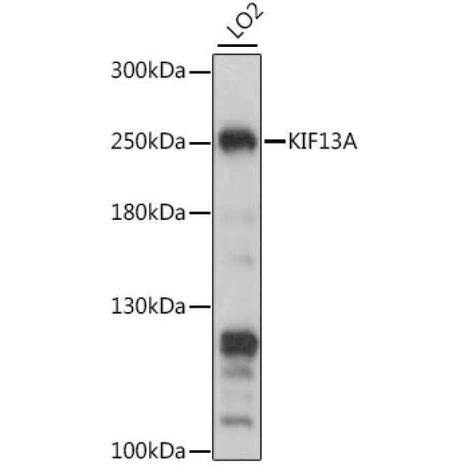 KIF13A Rabbit Polyclonal Antibody