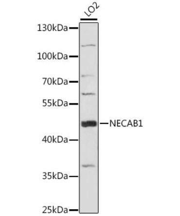 NECAB1 Rabbit Polyclonal Antibody