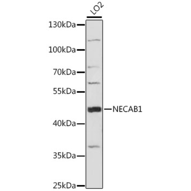 NECAB1 Rabbit Polyclonal Antibody