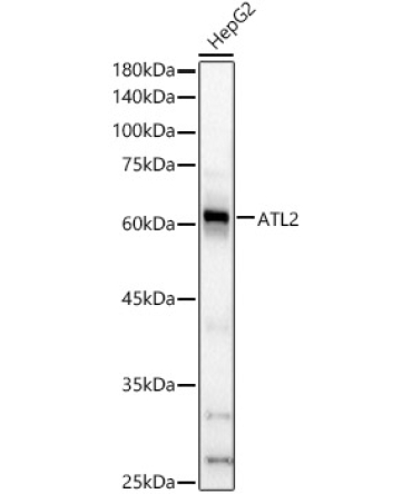 ATL2 Rabbit Polyclonal Antibody