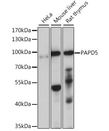 PAPD5 Rabbit Polyclonal Antibody