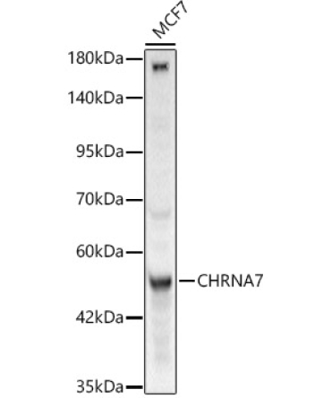 CHRNA7 Rabbit Polyclonal Antibody