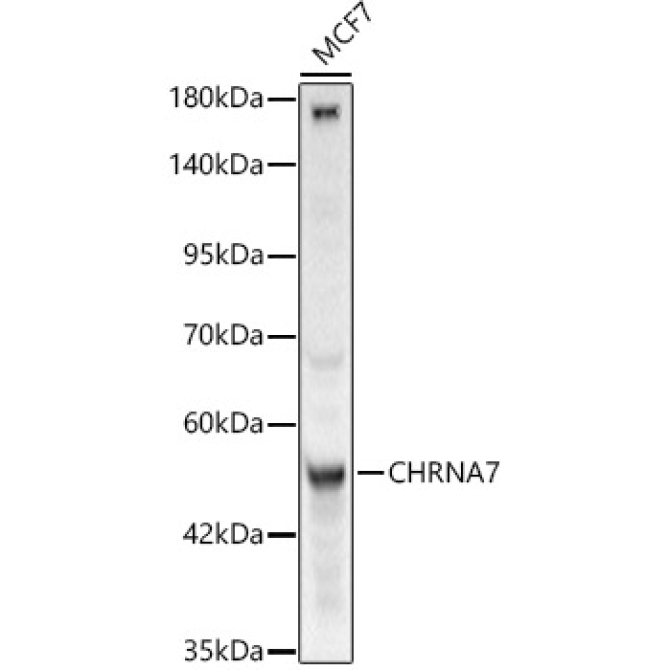 CHRNA7 Rabbit Polyclonal Antibody