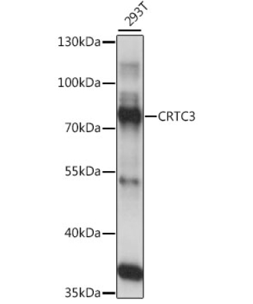 CRTC3 Rabbit Polyclonal Antibody