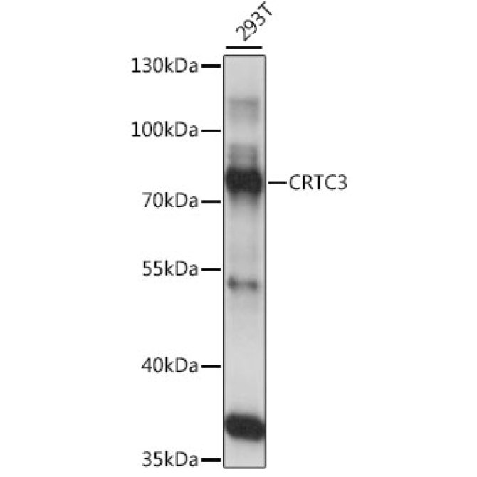 CRTC3 Rabbit Polyclonal Antibody