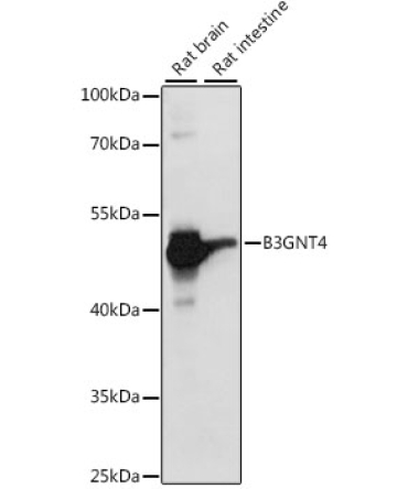 B3GNT4 Rabbit Polyclonal Antibody