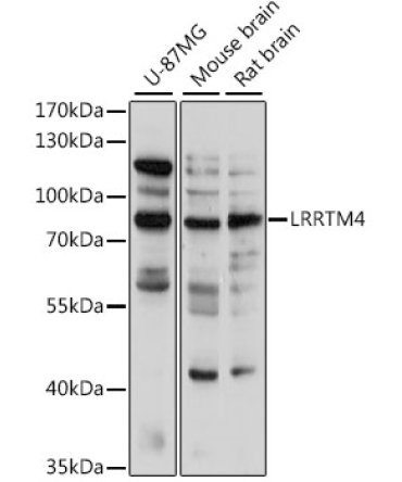 LRRTM4 Rabbit Polyclonal Antibody