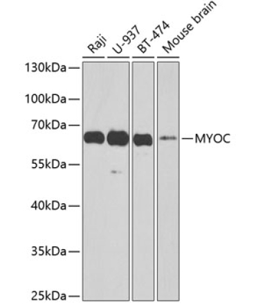 MYOC Rabbit Polyclonal Antibody