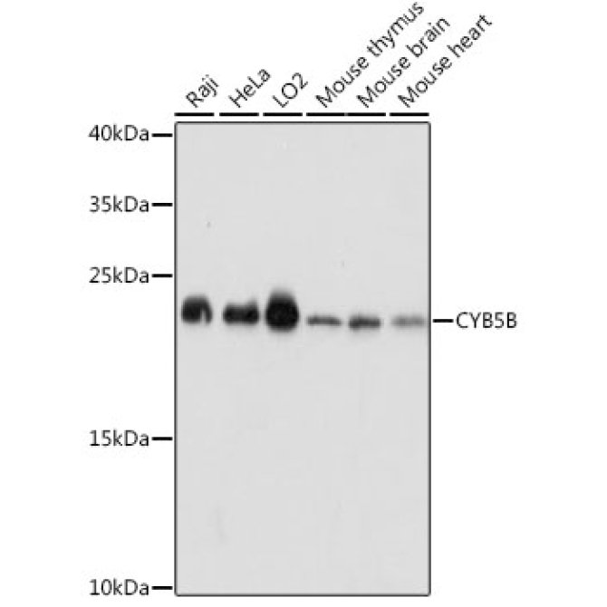 CYB5B Rabbit Polyclonal Antibody