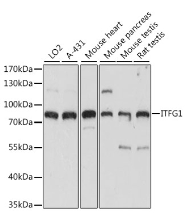 ITFG1 Rabbit Polyclonal Antibody