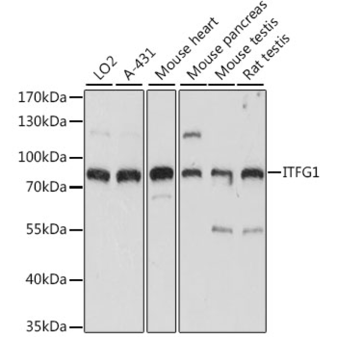 ITFG1 Rabbit Polyclonal Antibody