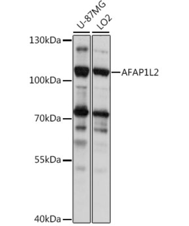AFAP1L2 Rabbit Polyclonal Antibody