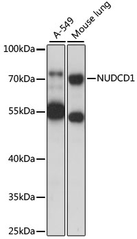 NUDCD1 Rabbit Polyclonal Antibody