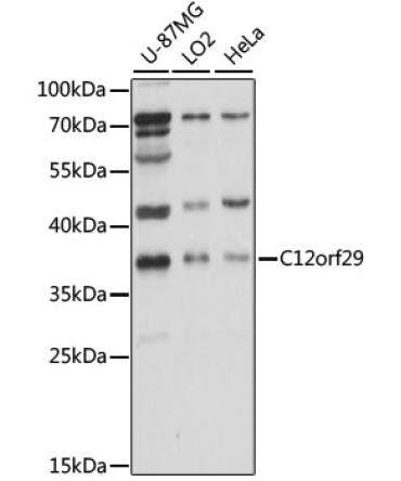C12orf29 Rabbit Polyclonal Antibody