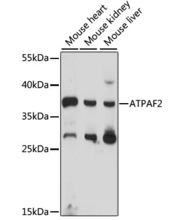 ATPAF2 Rabbit Polyclonal Antibody