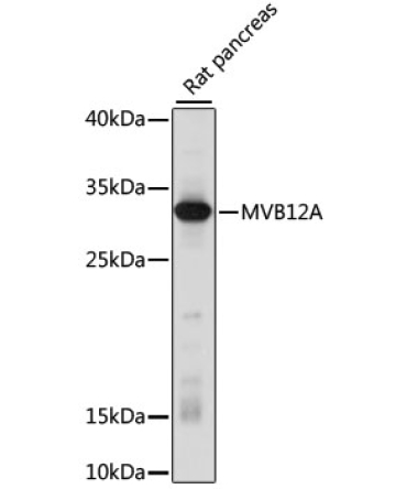 MVB12A Rabbit Polyclonal Antibody
