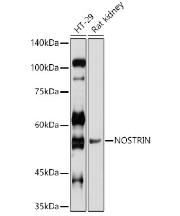 NOSTRIN Rabbit Polyclonal Antibody