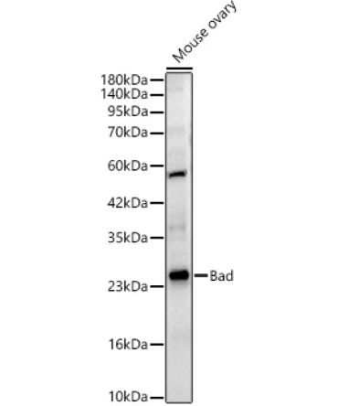 Bad Rabbit Polyclonal Antibody