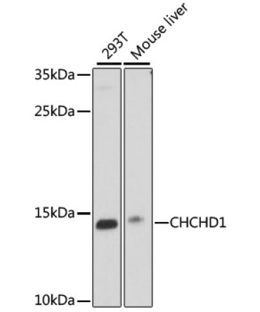 CHCHD1 Rabbit Polyclonal Antibody