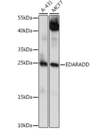 EDARADD Rabbit Polyclonal Antibody