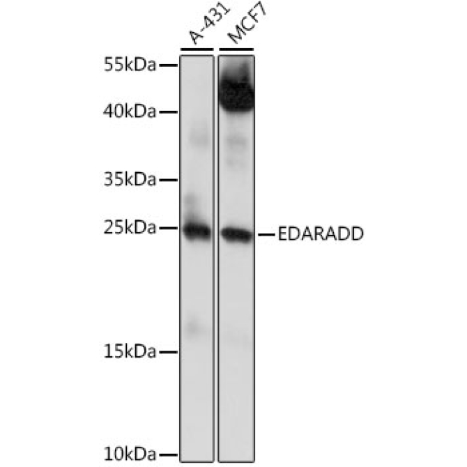 EDARADD Rabbit Polyclonal Antibody