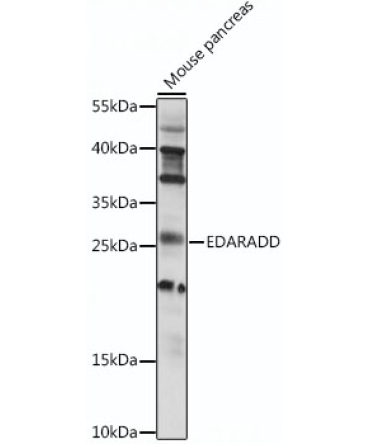 EDARADD Rabbit Polyclonal Antibody