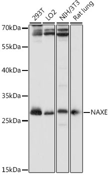 NAXE Rabbit Polyclonal Antibody