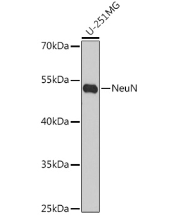 NeuN Rabbit Polyclonal Antibody