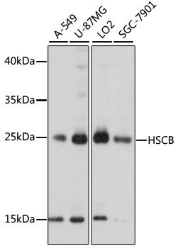 HSCB Rabbit Polyclonal Antibody